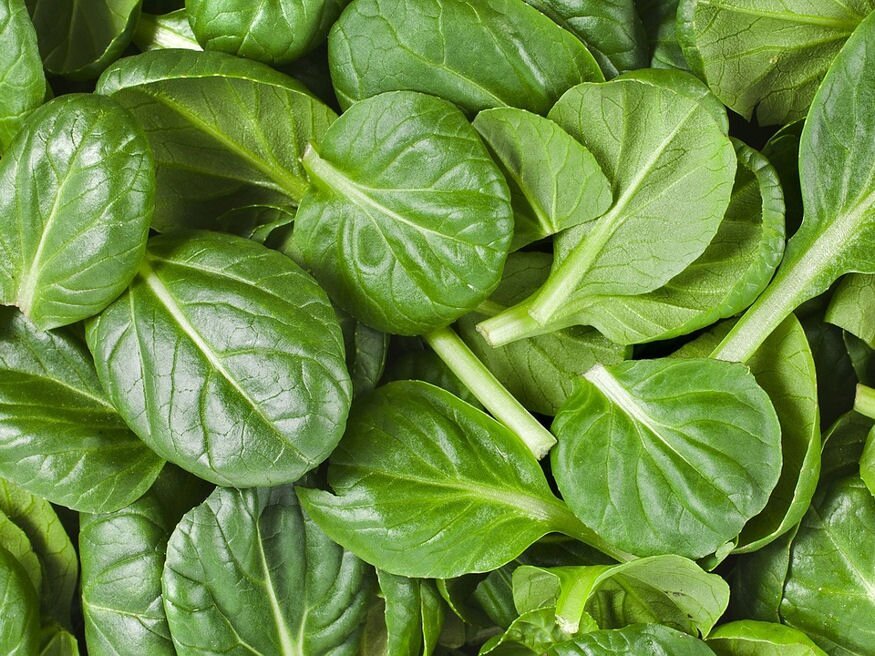 Spenót – Spinacia Oleracea