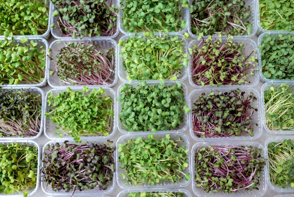 MicroJuice MikroZöld